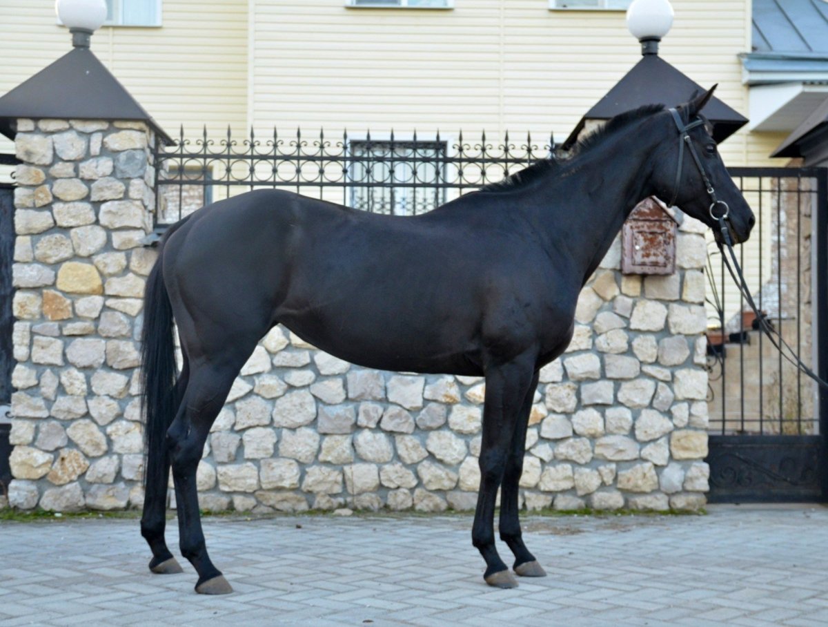 Тракененская лошадь Вороная
