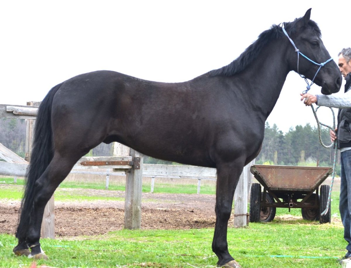 Орловский рысак рост в холке