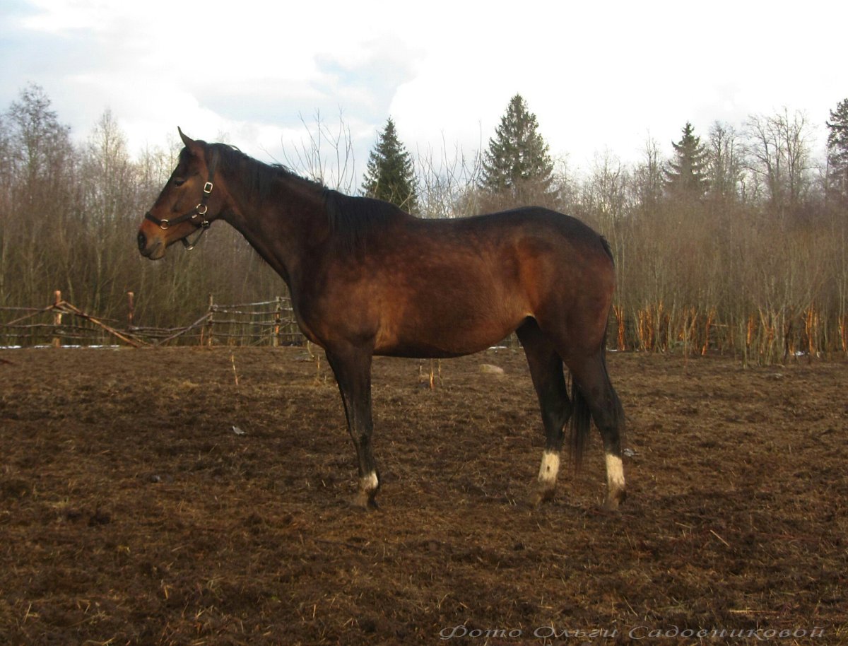 Тушинская порода лошадей