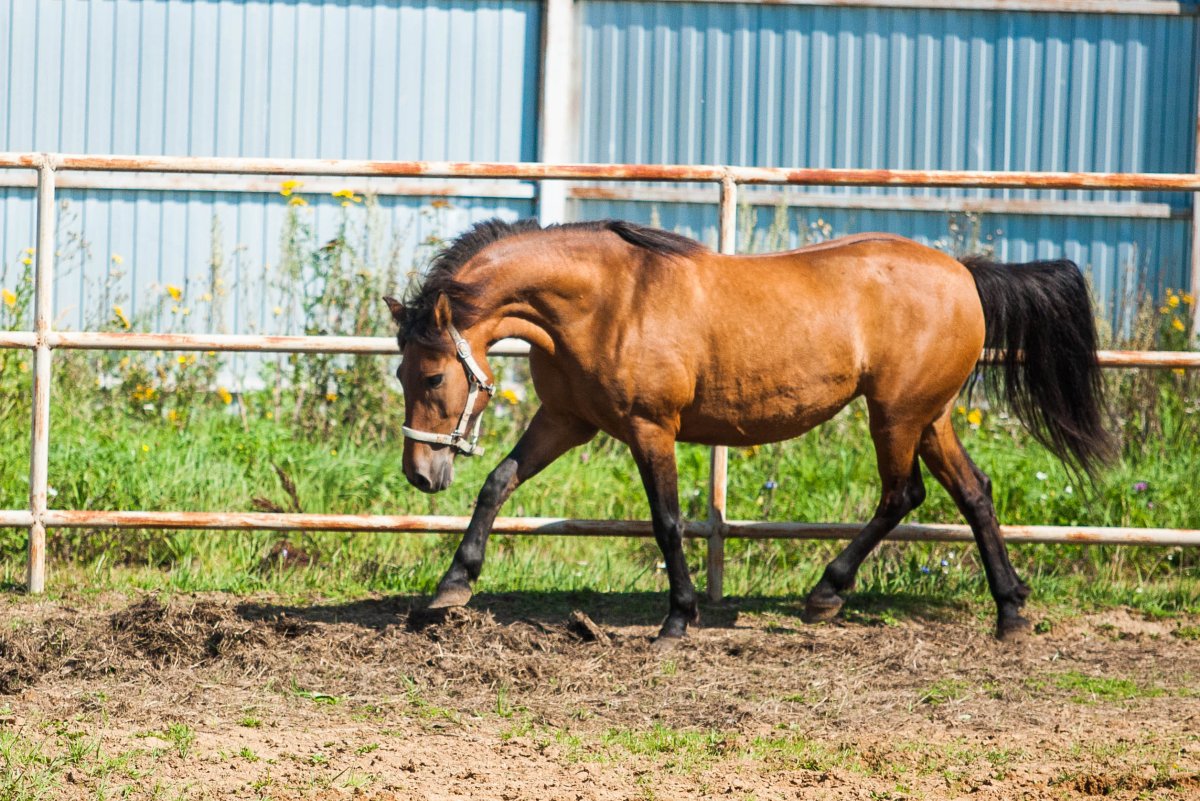 Картинки зеленый Конотоп полный лошади ходят