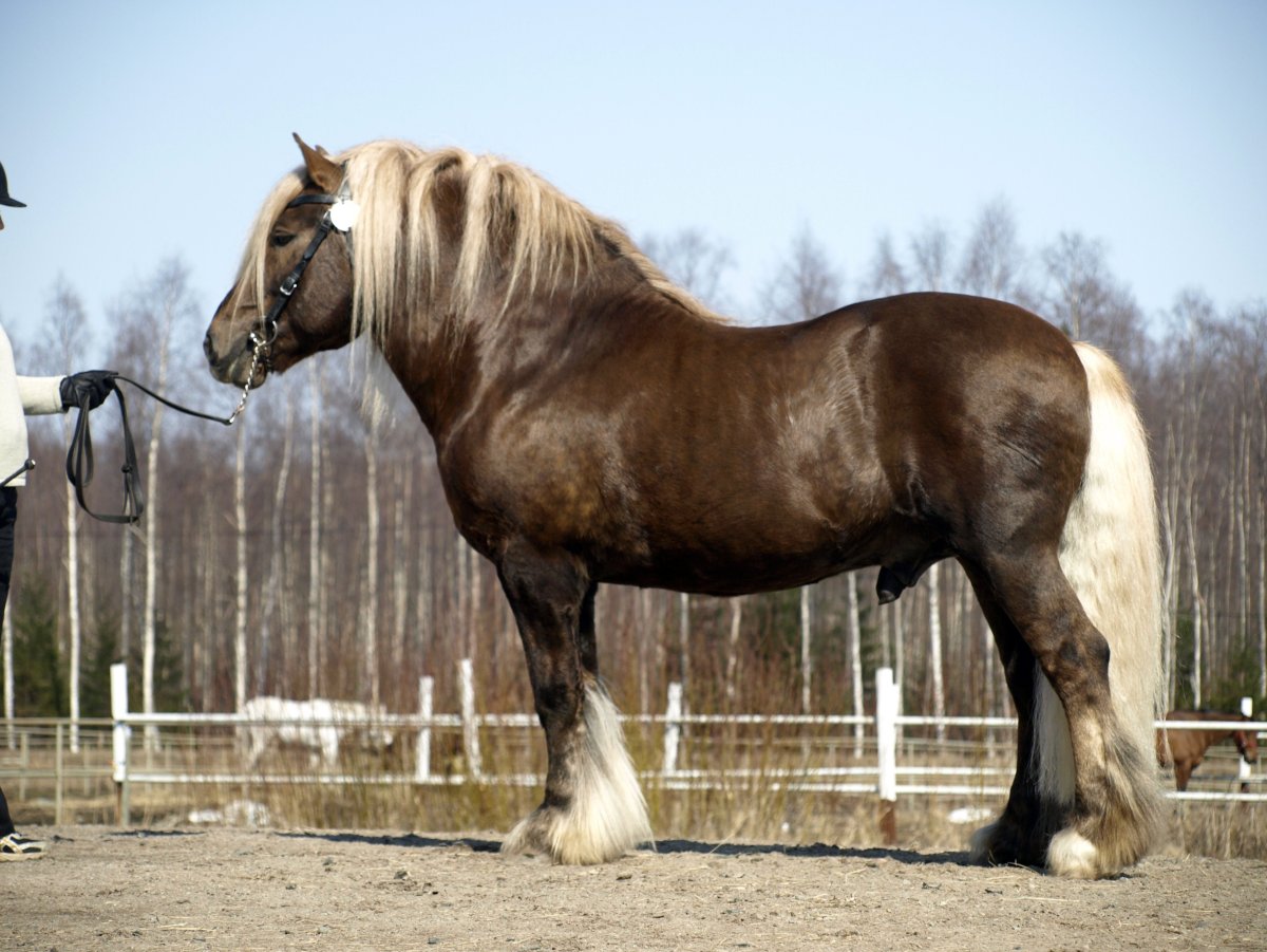 Бельгийский тяжеловоз Самсон
