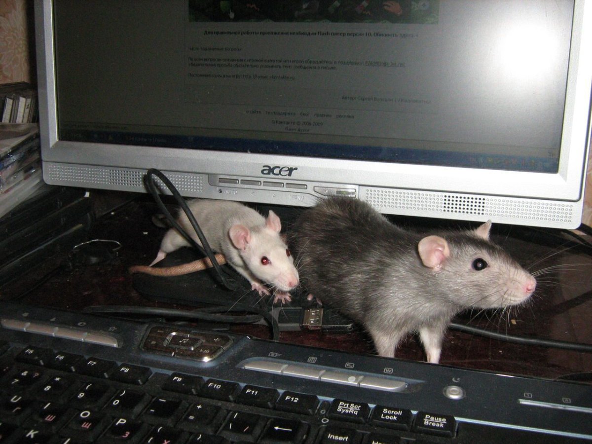 Крыса за компьютером