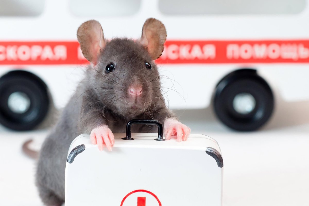 Мышь медик