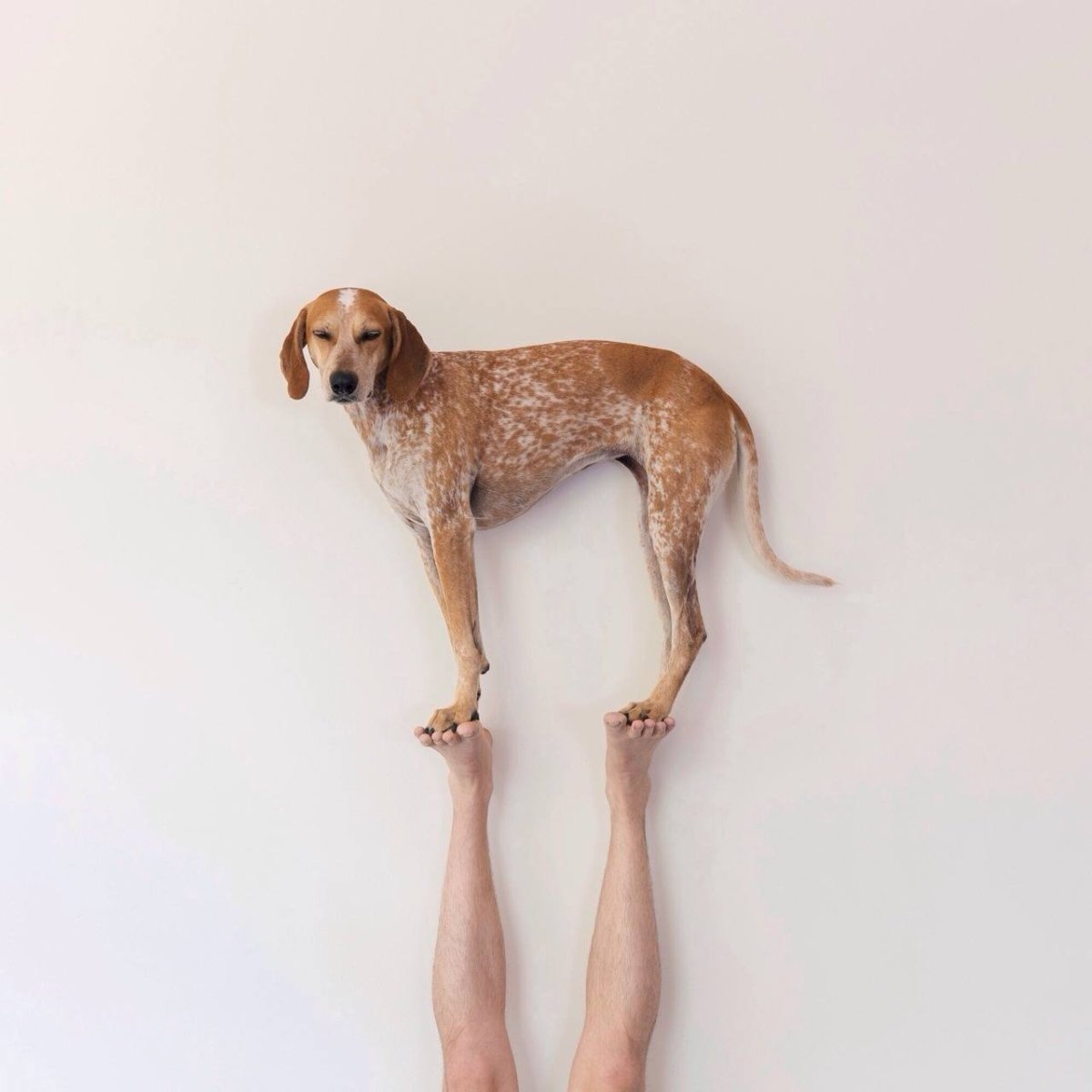 Собачка на тонких ножках