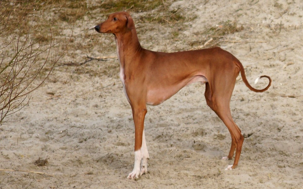 Азавак Левретка