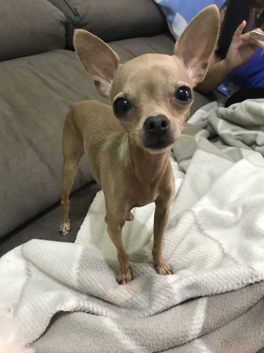 Чихуахуа мини худые