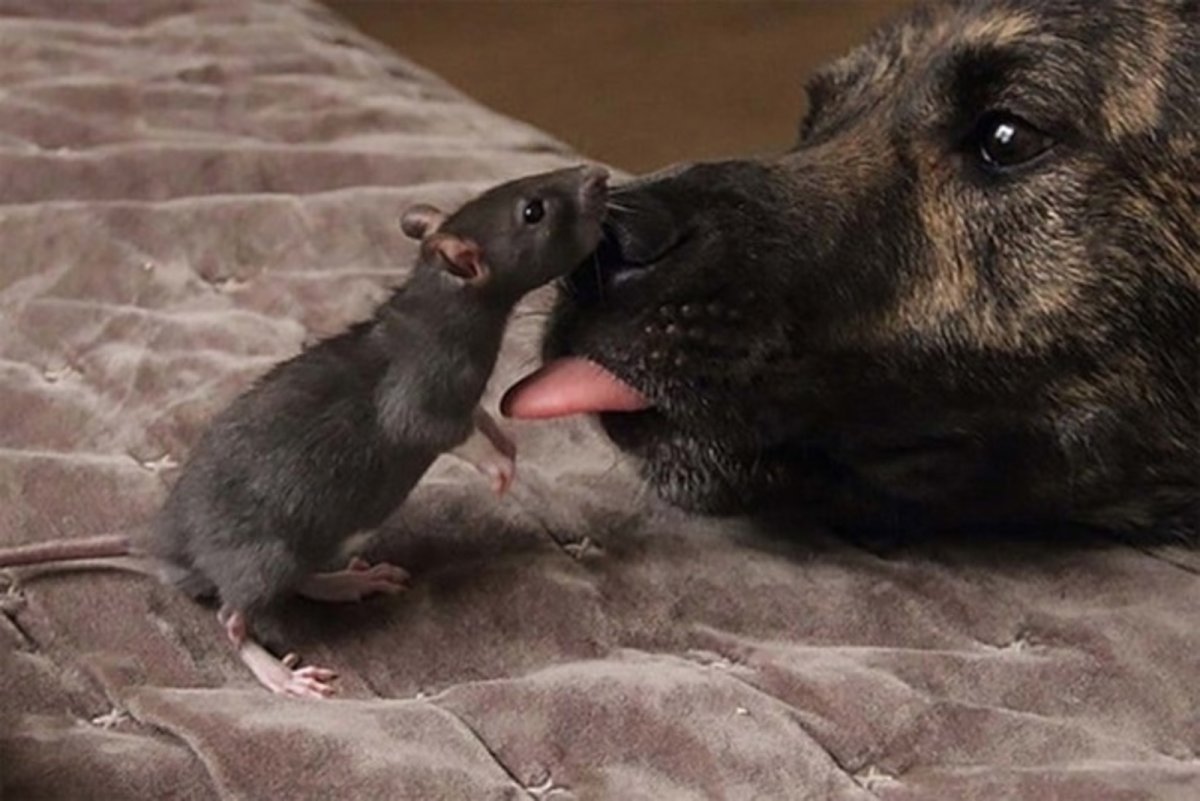 Собака крыса