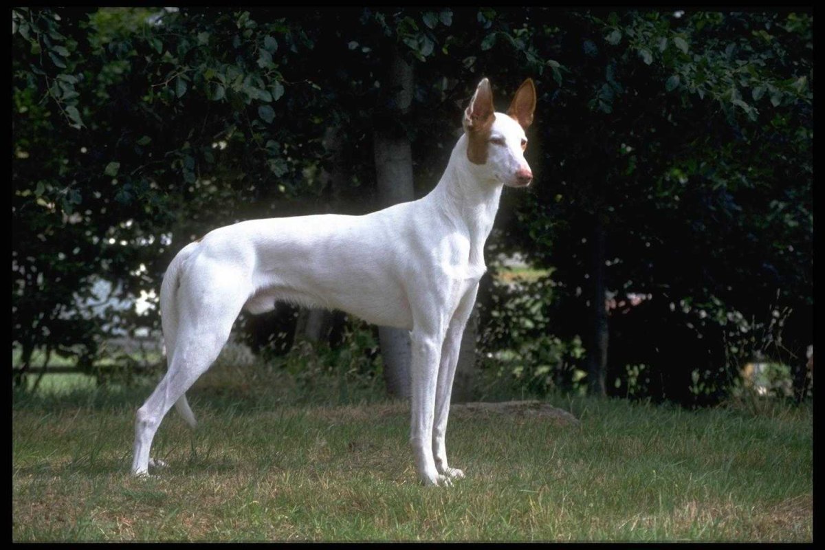 Поденко ибиценко порода