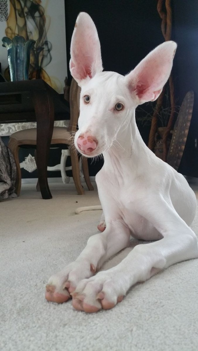 Поденко ибиценко белый