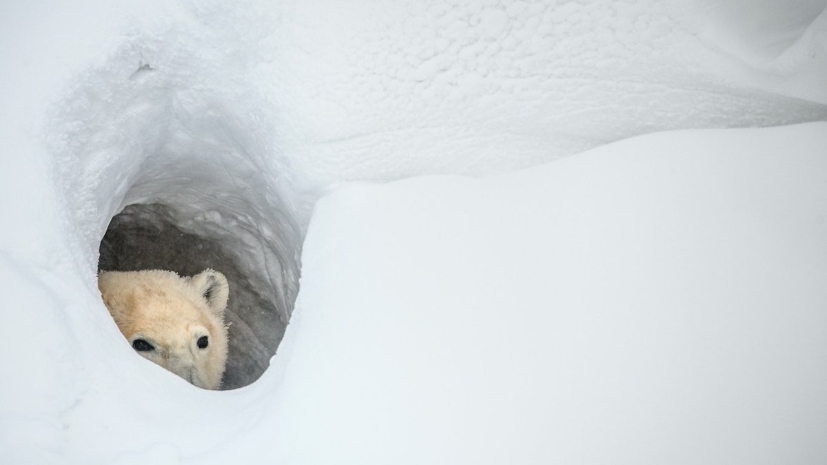 Медведь Бонжур