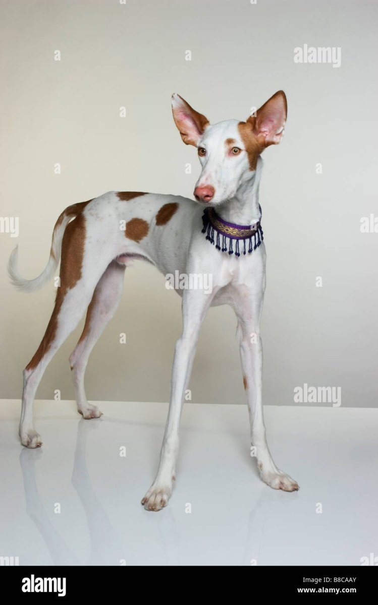 Поденко ибиценко белый