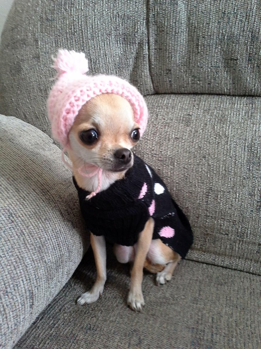 Чихуахуа БУБУ