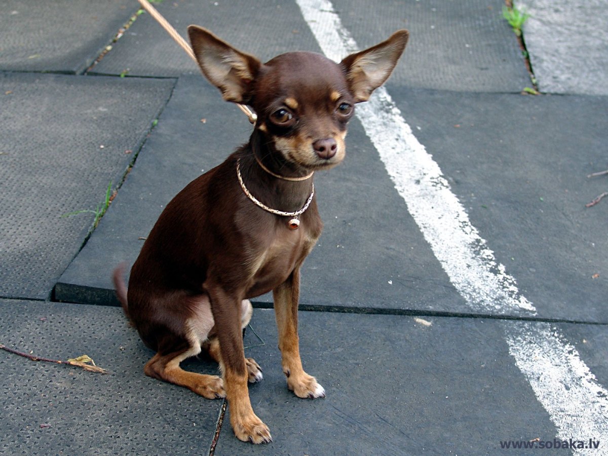 Той терьер гладкошерстный коричневый