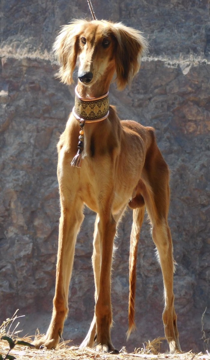 Гончая салюки