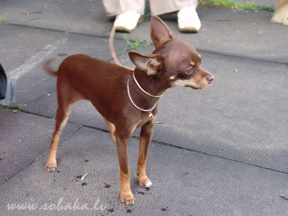 Левретка терьер гладкошерстный