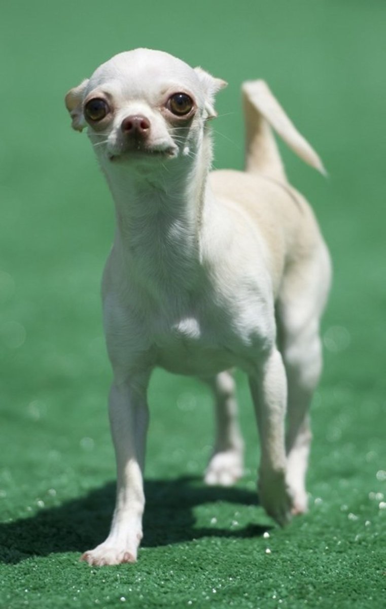 Собака кобель чихуахуа