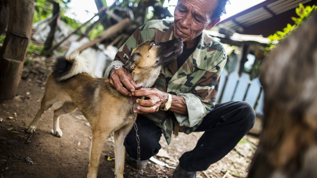Вьетнамский собачий рынок