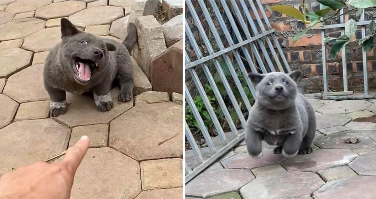 Порода куцехвостый хмонг