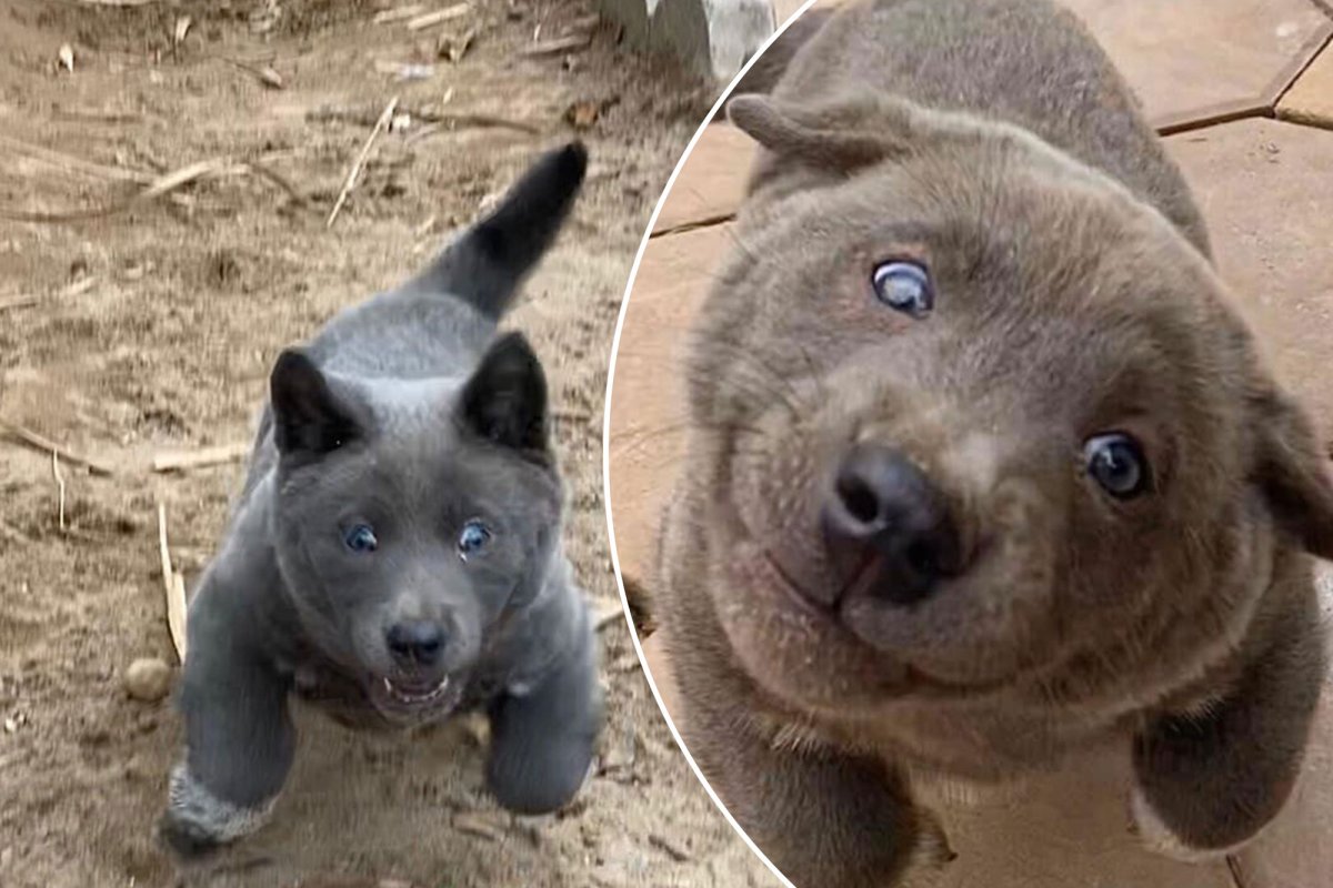 Куцехвостый хмонг Котопес