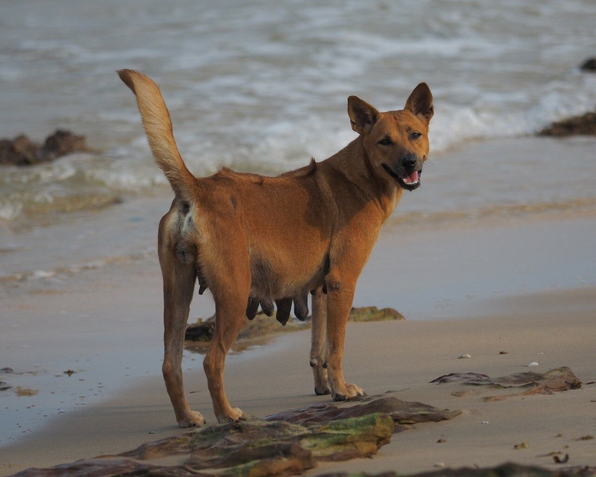 Фукуок риджбек
