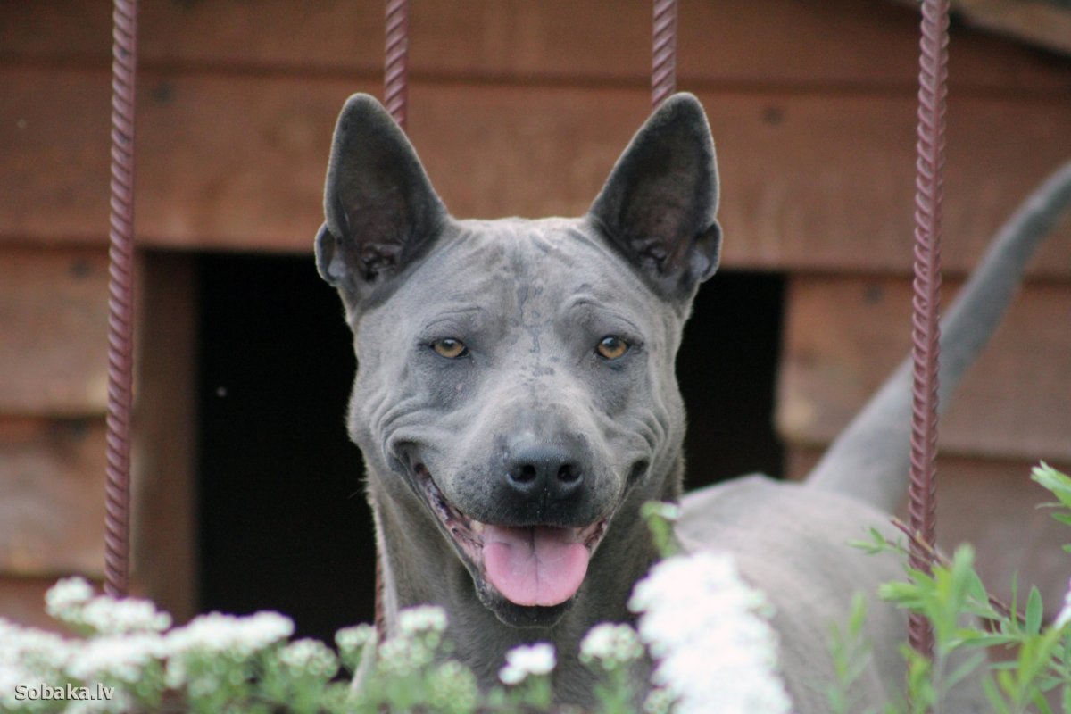 Порода собак хмонг