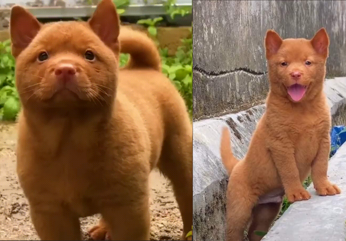 Вьетнамская порода собак хмонг