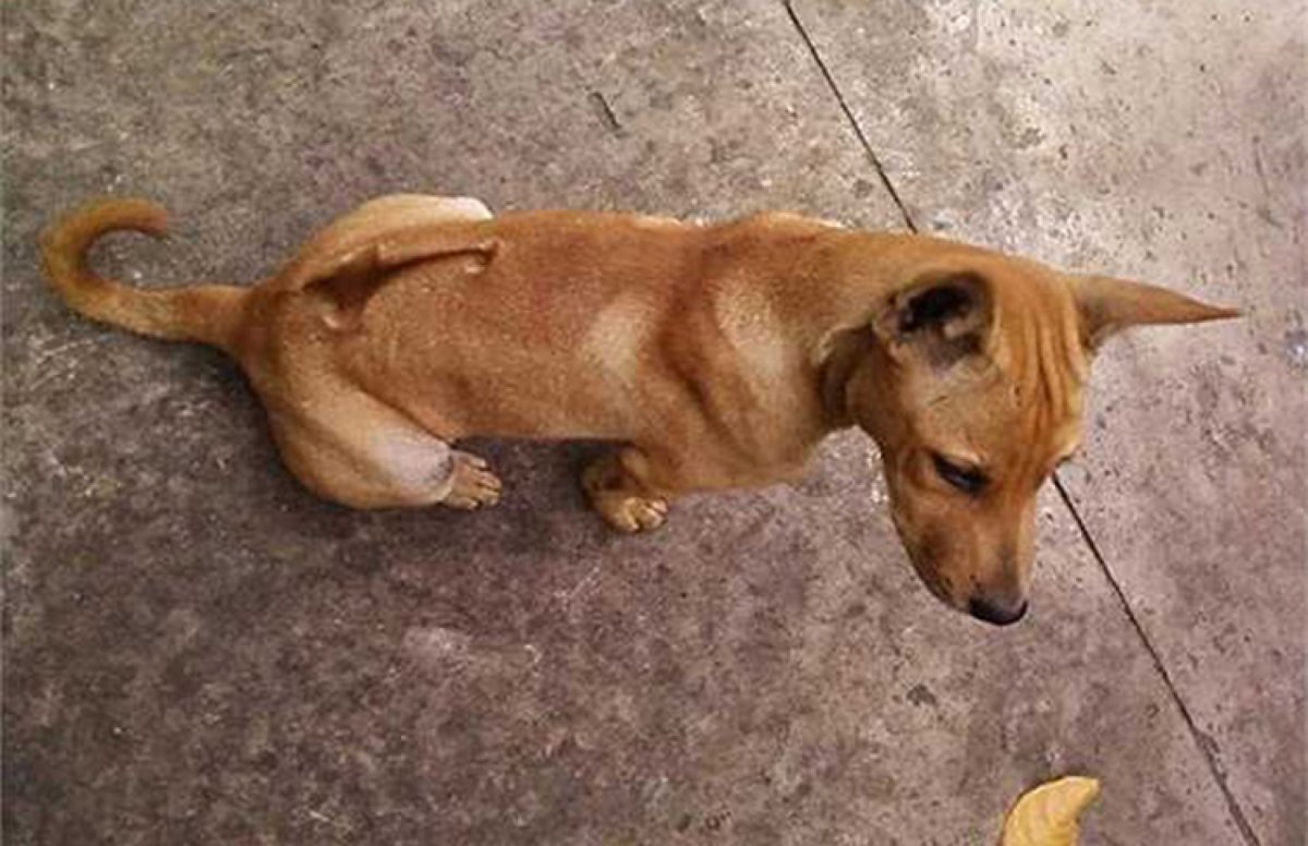 Котопес вьетнамский хмонг