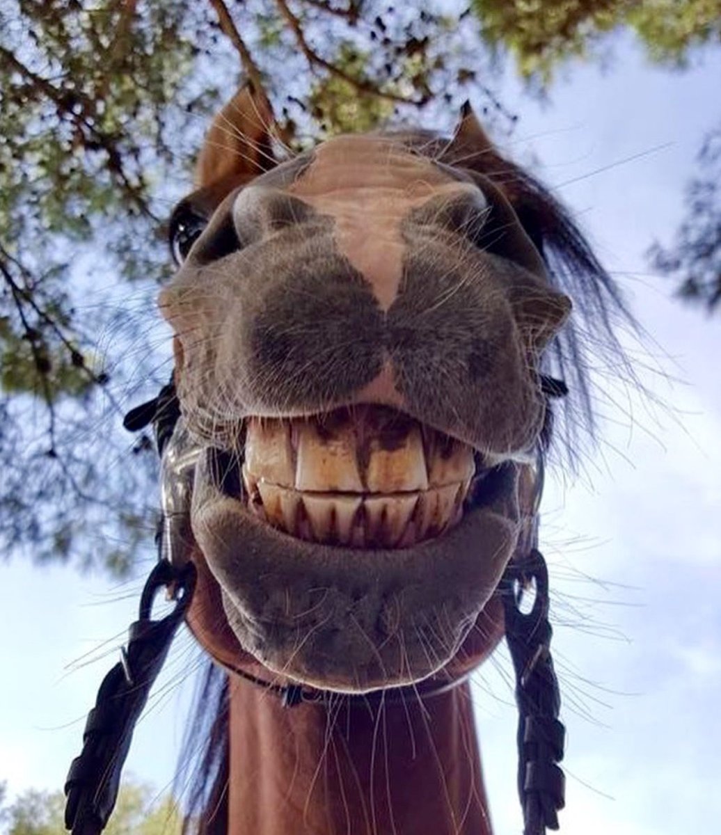 Улыбка лошади