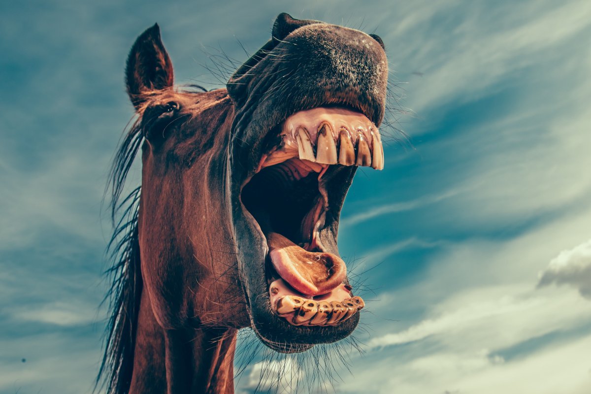 Лошадиный оскал