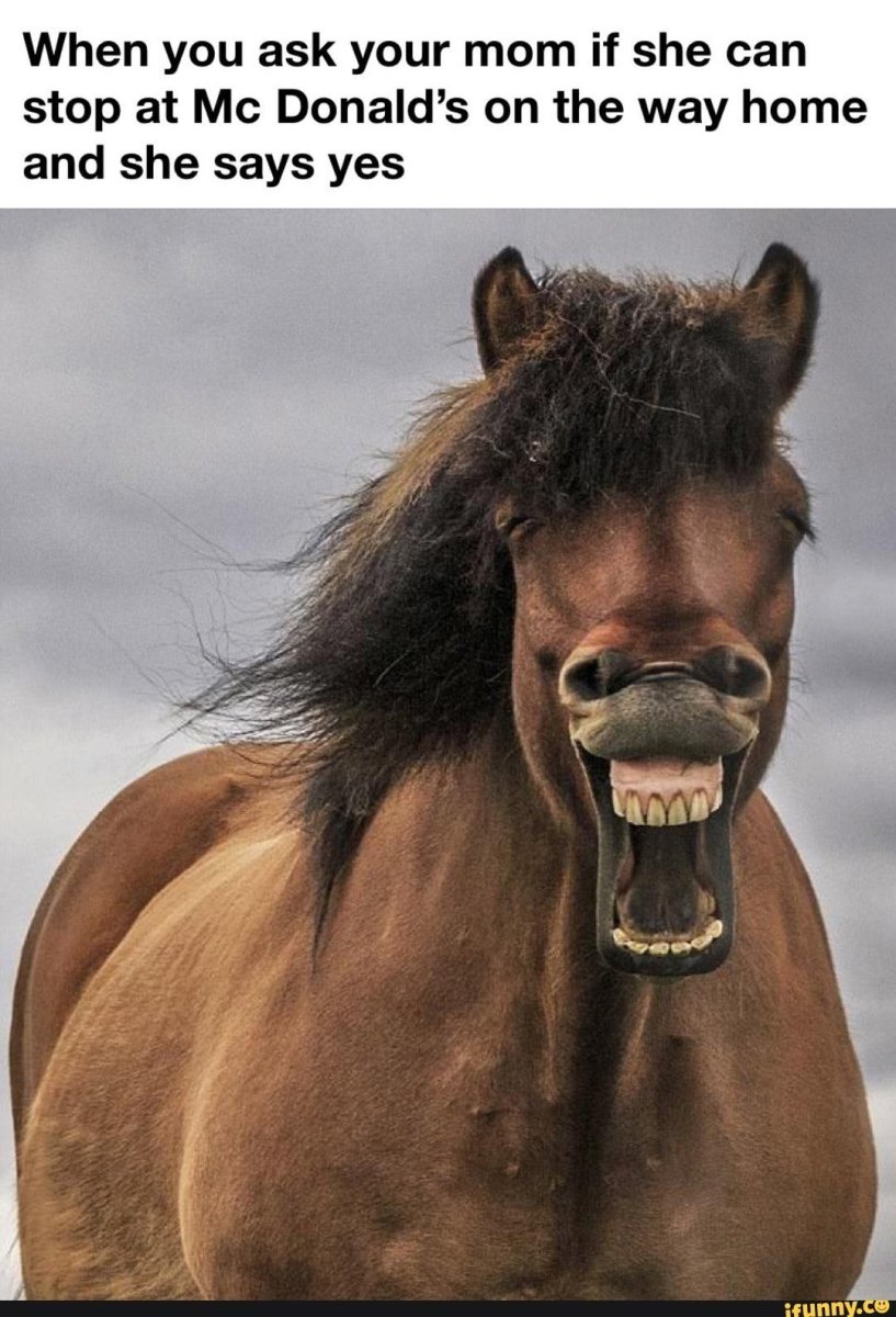 Лошадь улыбается