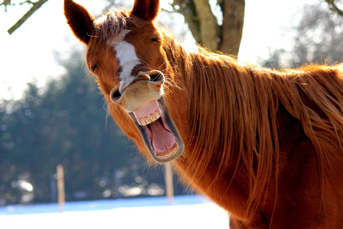 Смешная лошадь