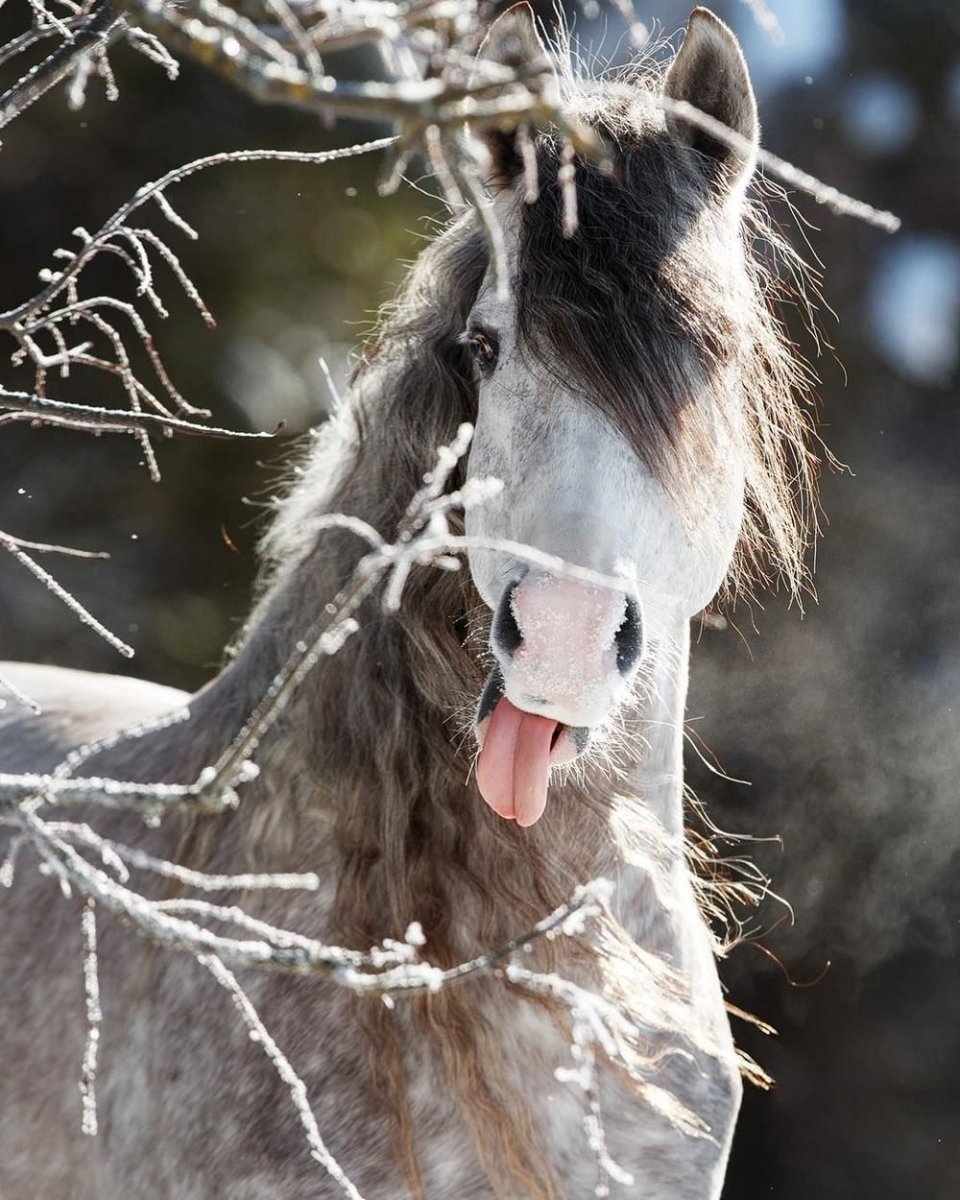 Красивая лошадки зимние