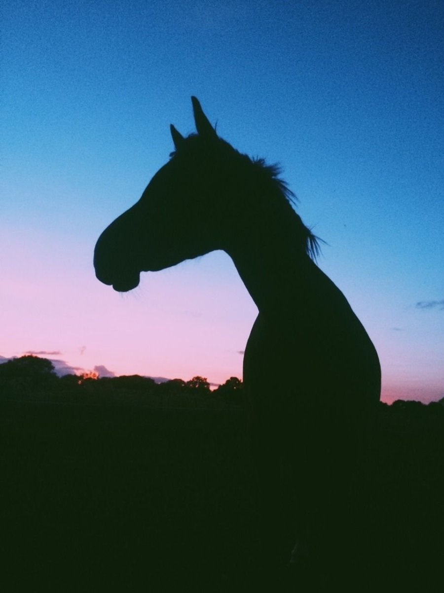 Обои на телефон лошади