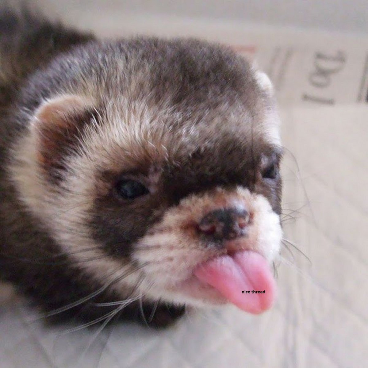 Фанни Феррет