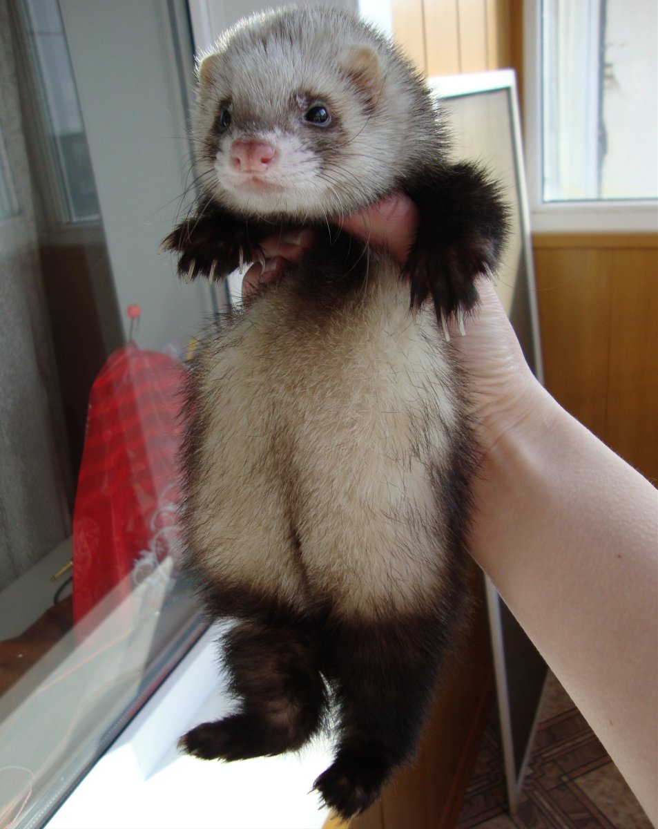 Взрослый хорек