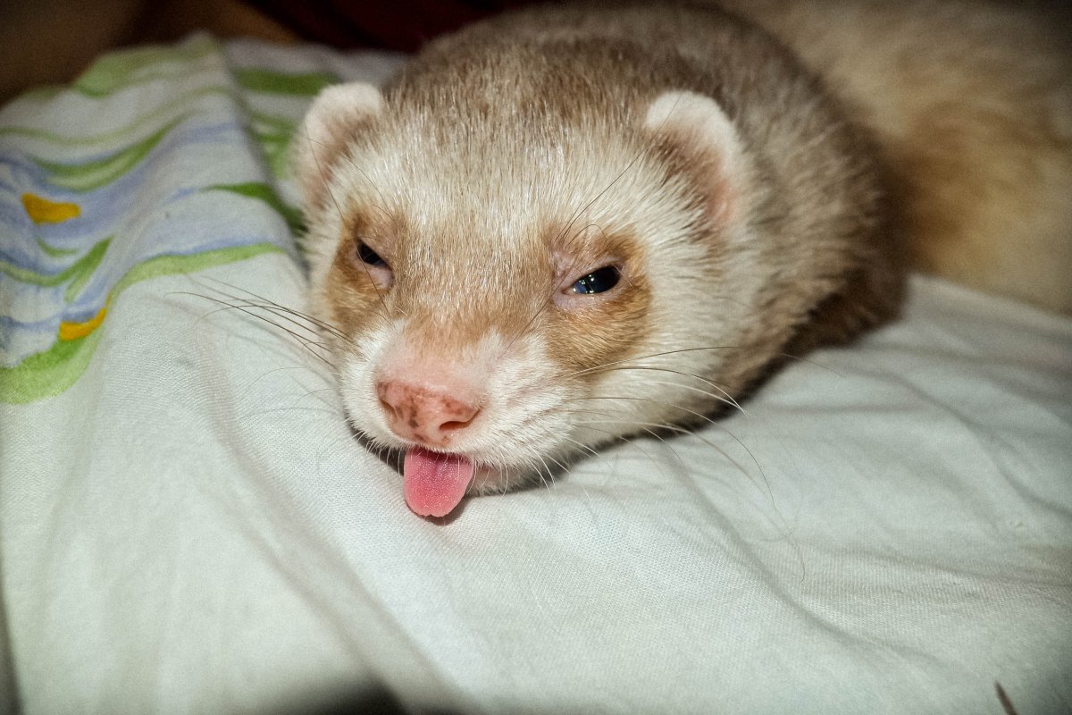 Хорек фретка