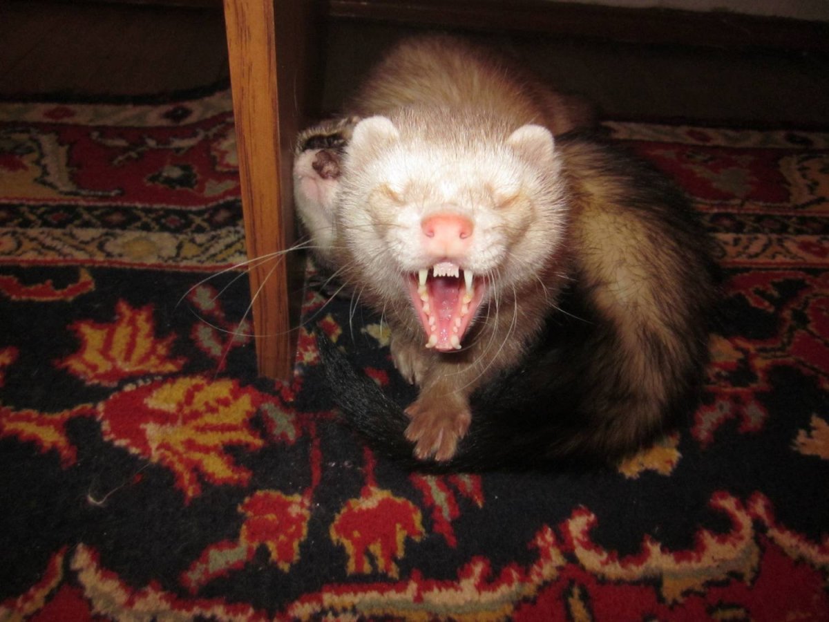 Ханурик норка хорек