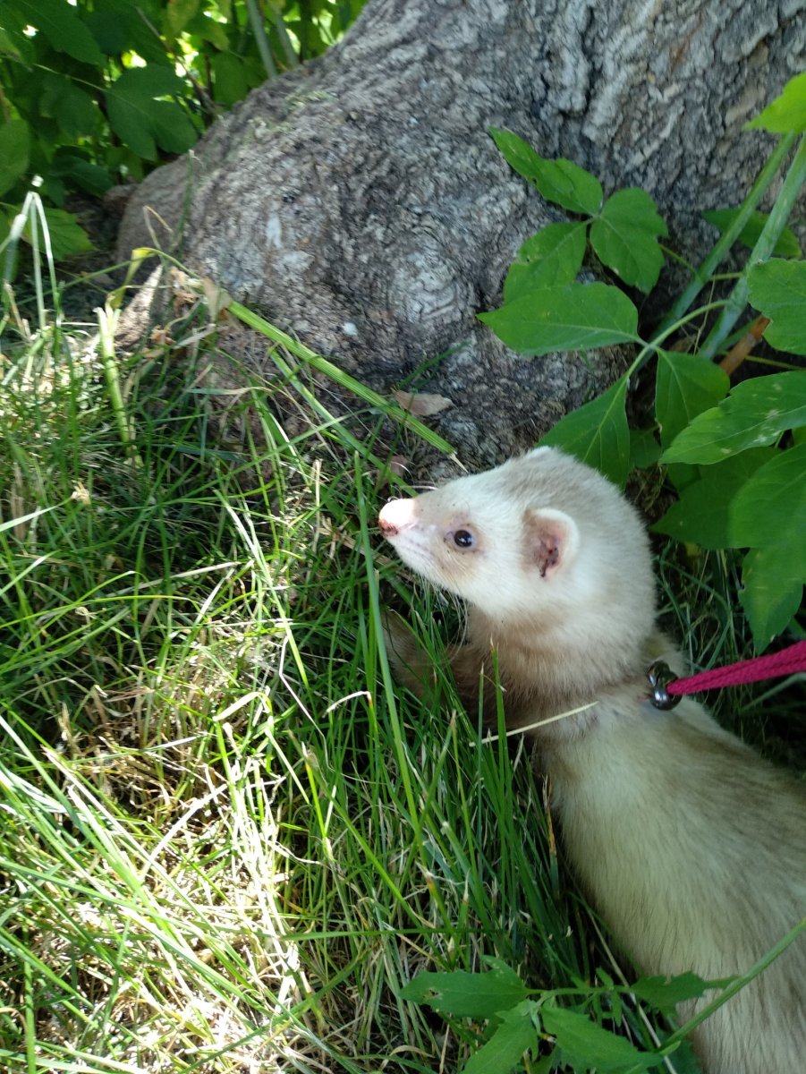 Хорек уличный