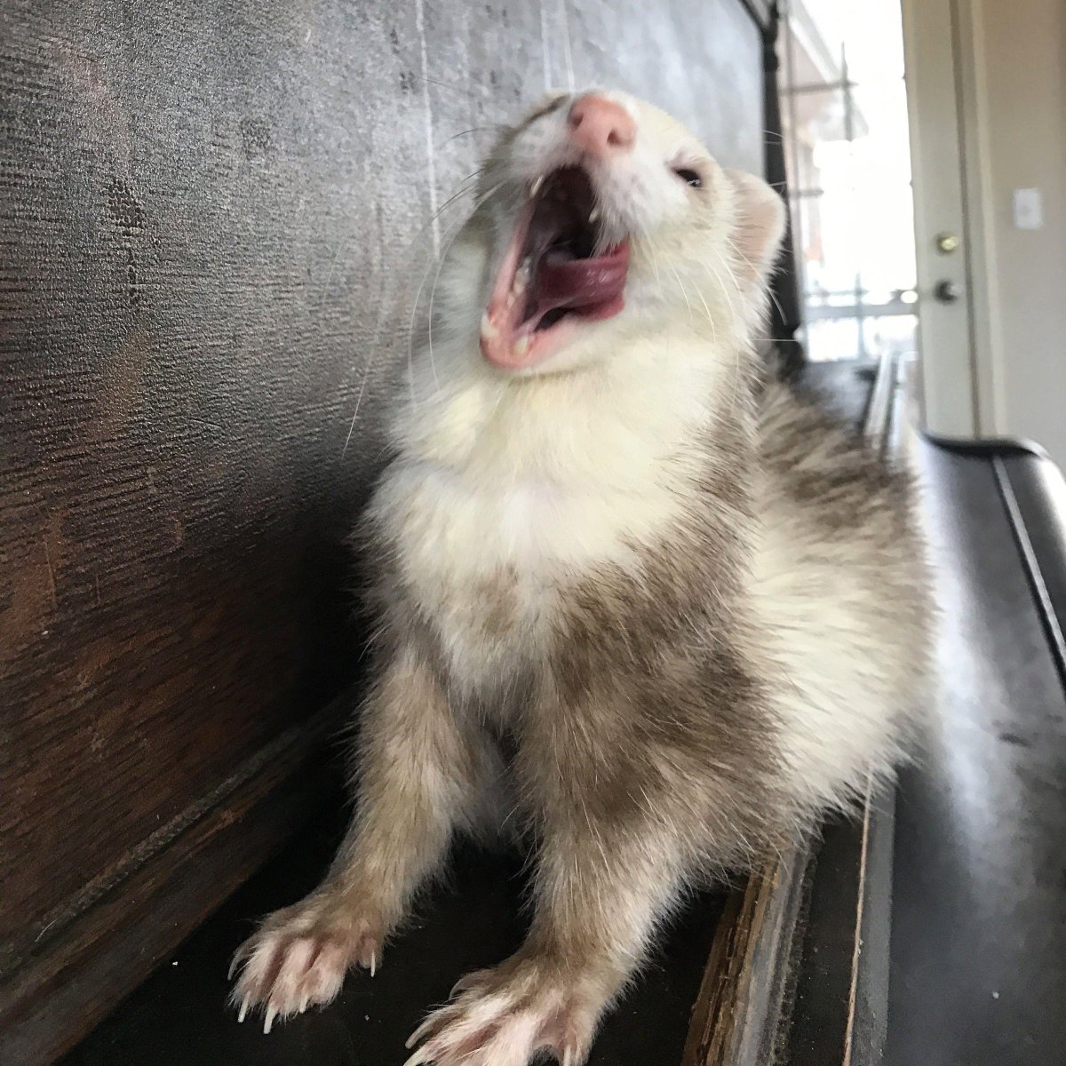 Хорек паникер