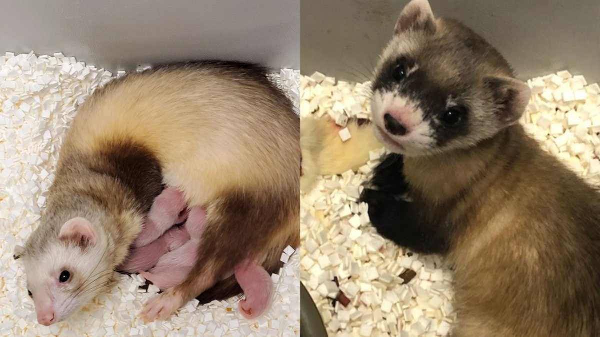 Животные типа хорька