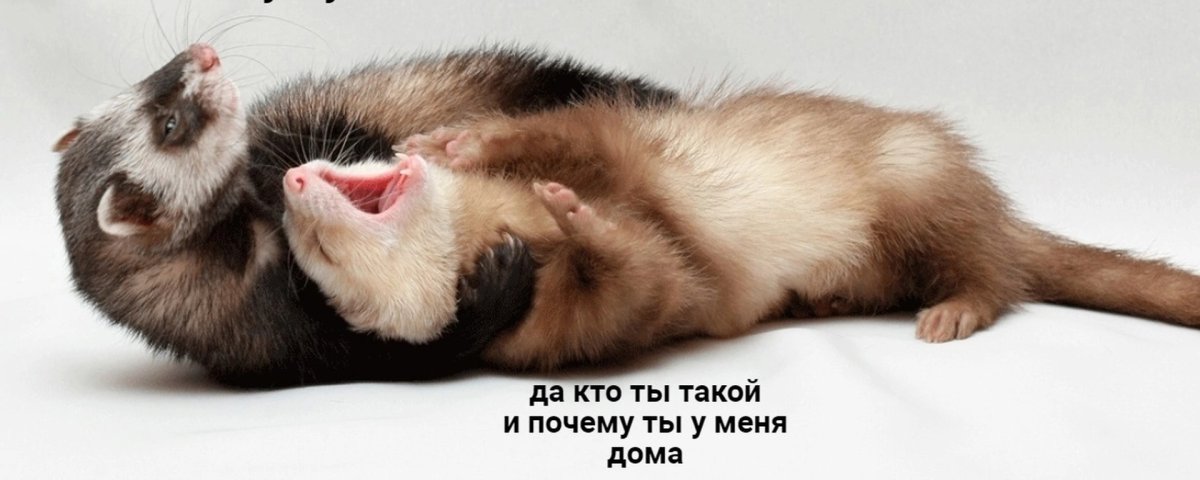 Хорьки обнимаются