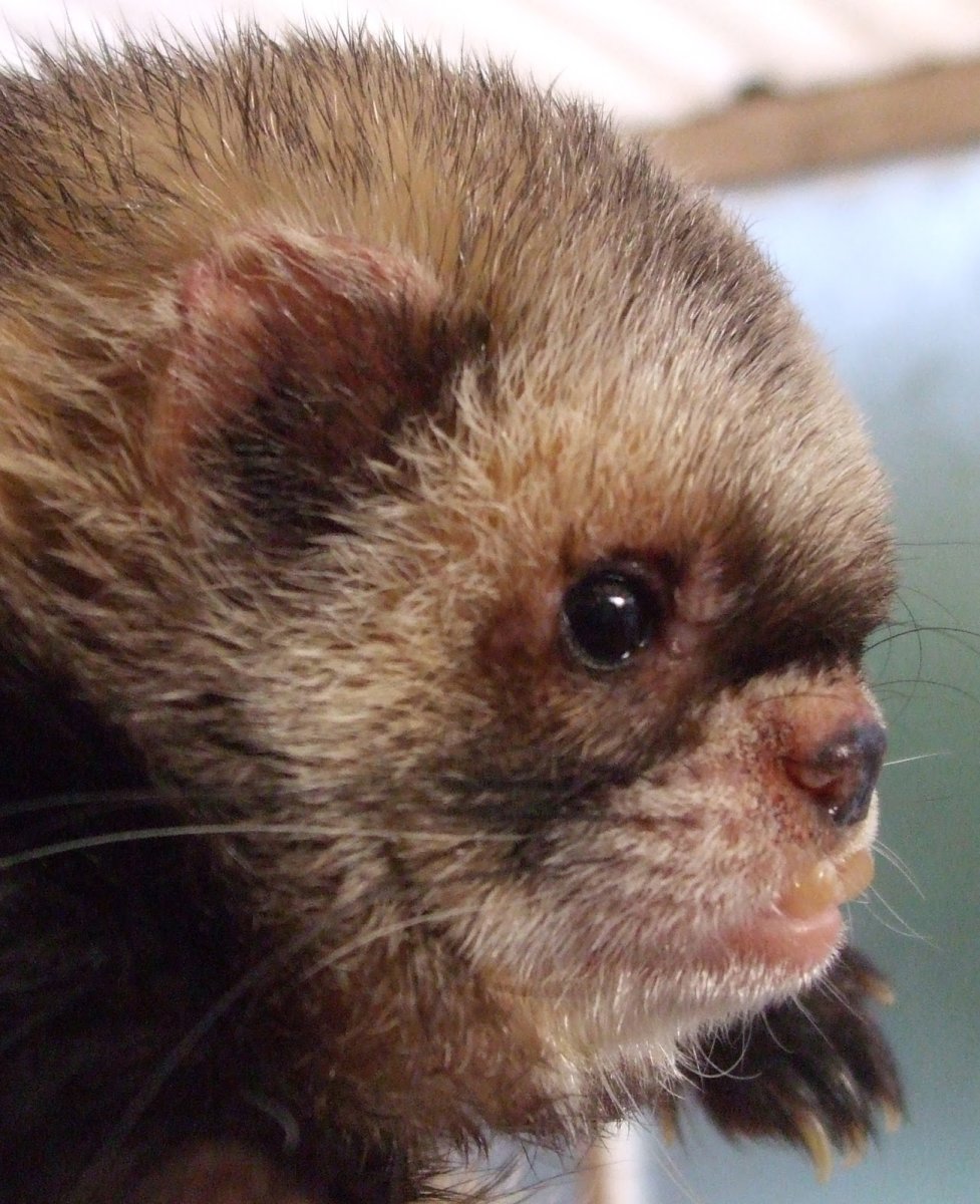 Взрослый хорек