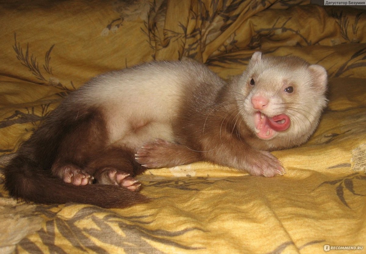 Степной хорёк Mustela eversmanii