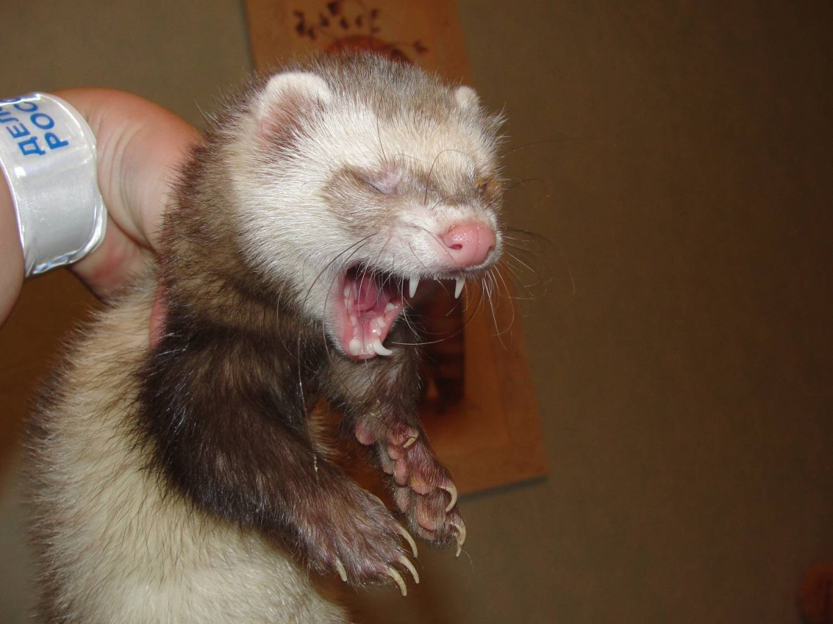 Хорек и человек