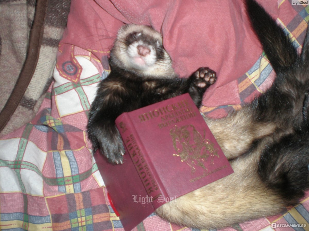 Спящий хорек