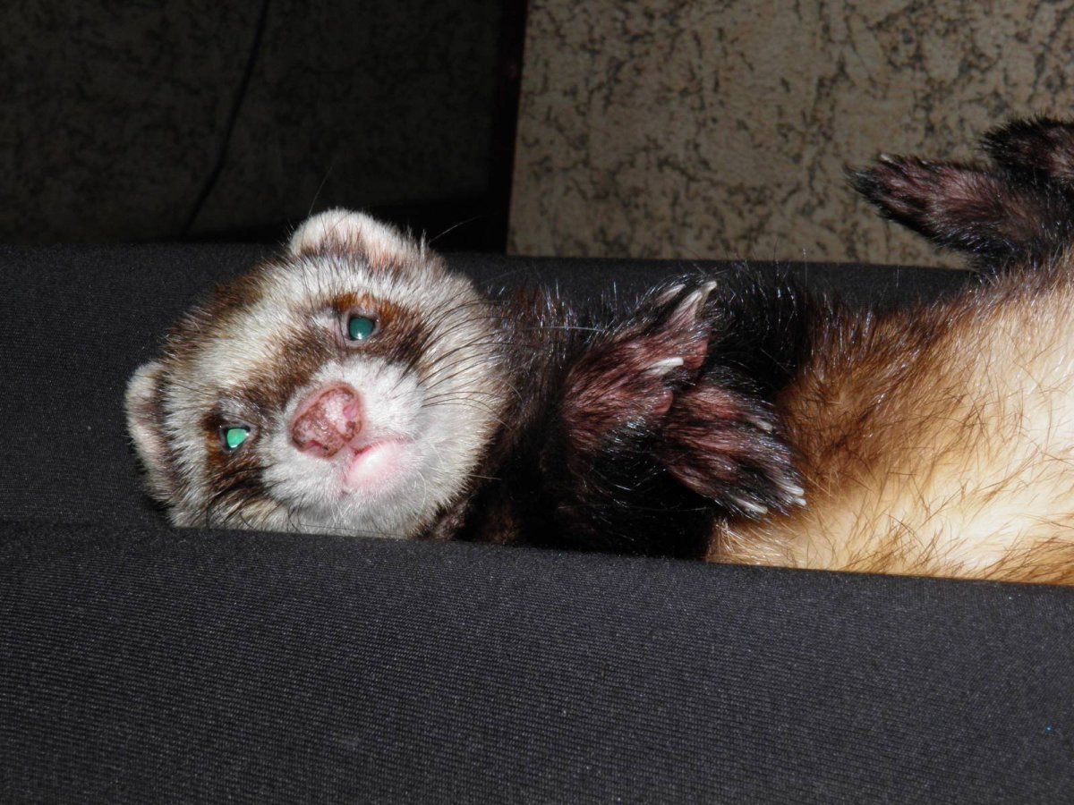 Глаза хорька