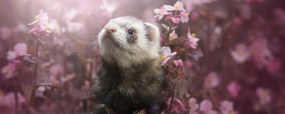 Весенний хорек