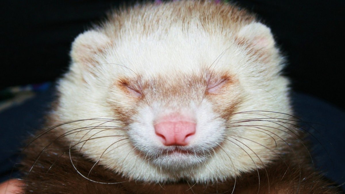 Забавный хорек