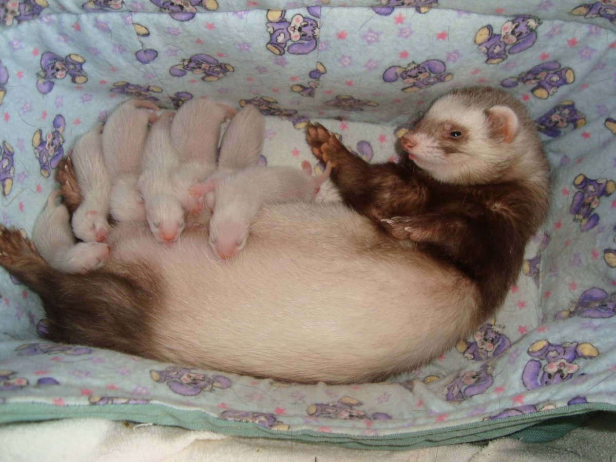 Домашний хорек фретка