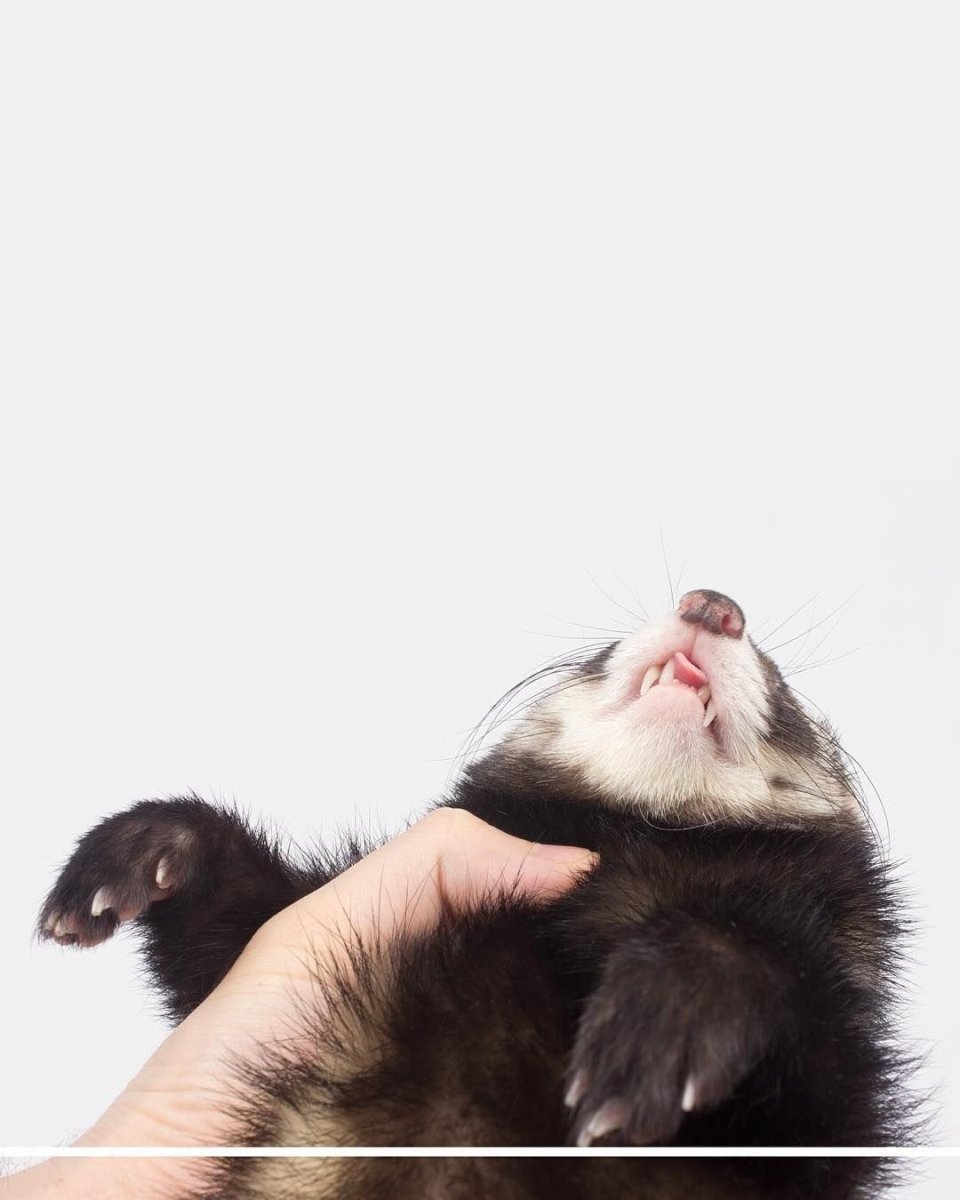 Хорек прыгает